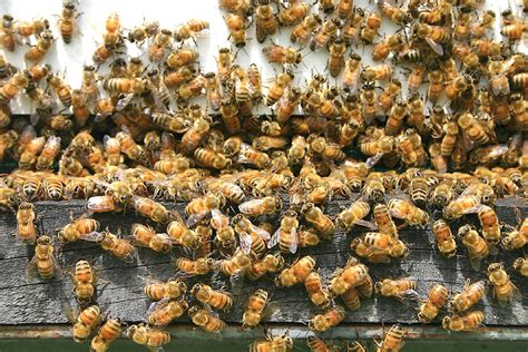 1st vaccine against serious bacterial infection in bees approved for use in Canada